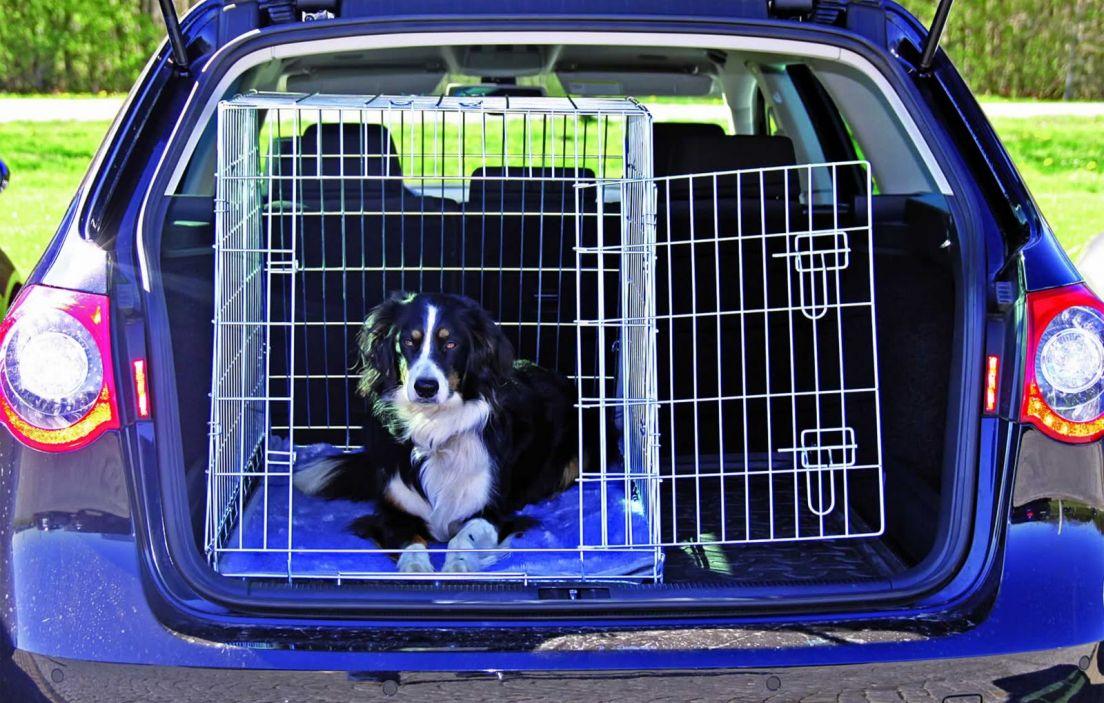 Accesorios para viajar con perros en el coche