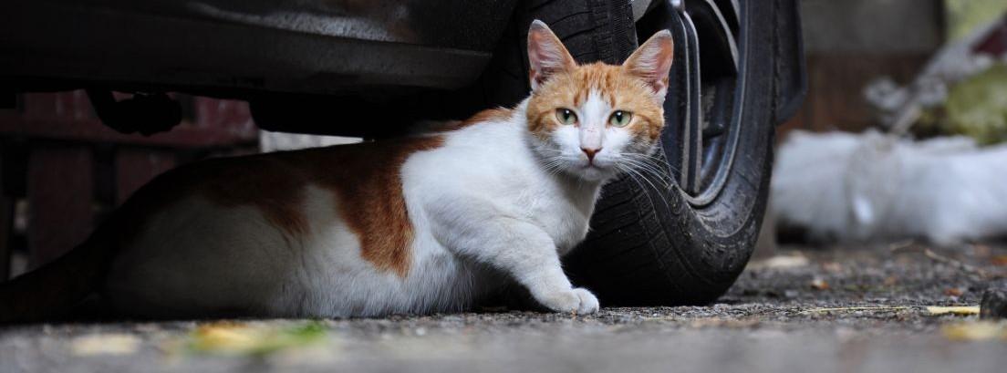 Gato muerto en el motor del coche: qué hacer