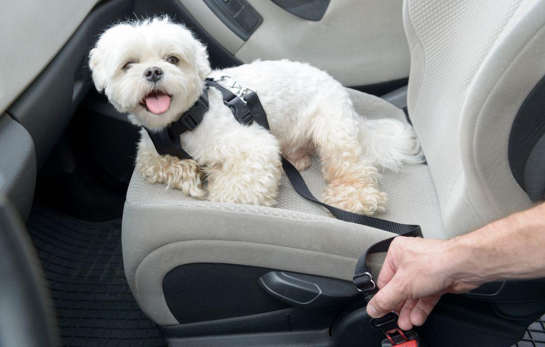 Cómo colocar red para perros en el coche