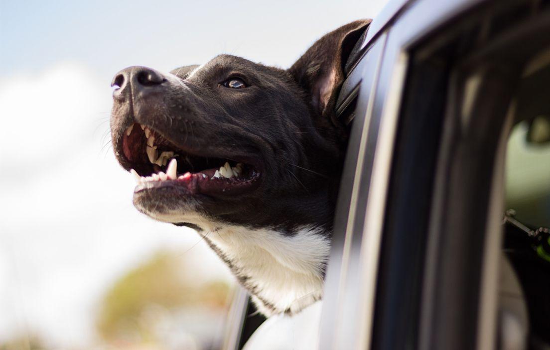 Rutas en coche por España: ¡Viaja con tu perro!