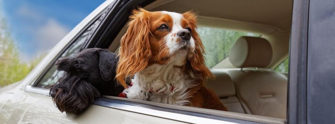 Viajar con el perro en el coche de forma segura