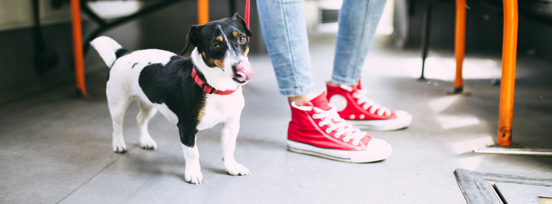 Normas en la EMT Madrid: patinetes, perros y más