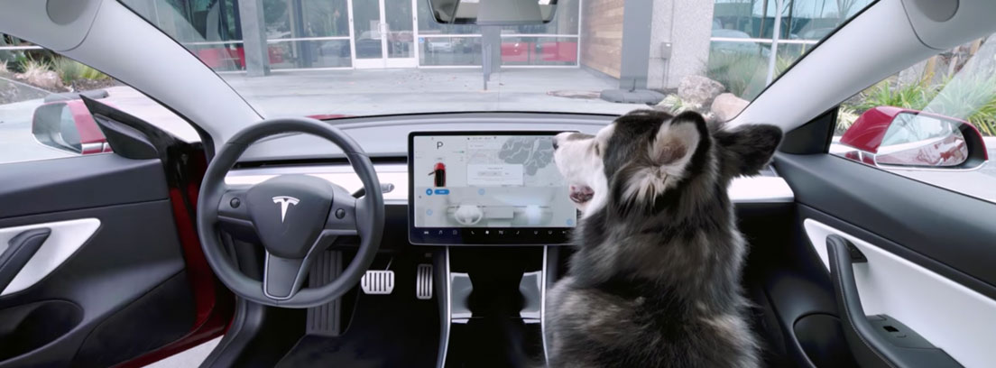 Dog mode: deja que tu perro conduzca un Tesla Model 3