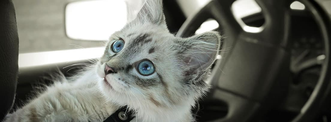 Viajar con un gato en coche: aspectos a tener en cuenta