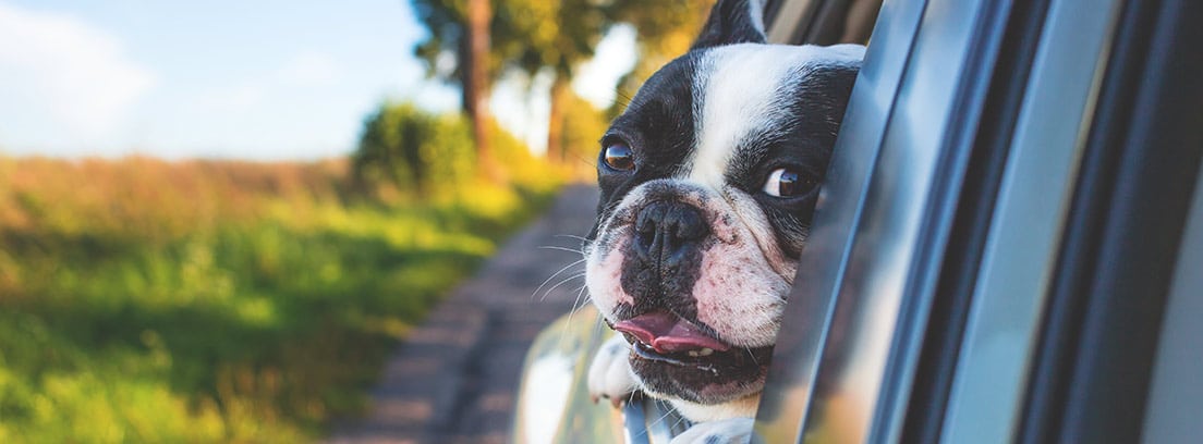 Cómo viajar con perro en el coche según la ley