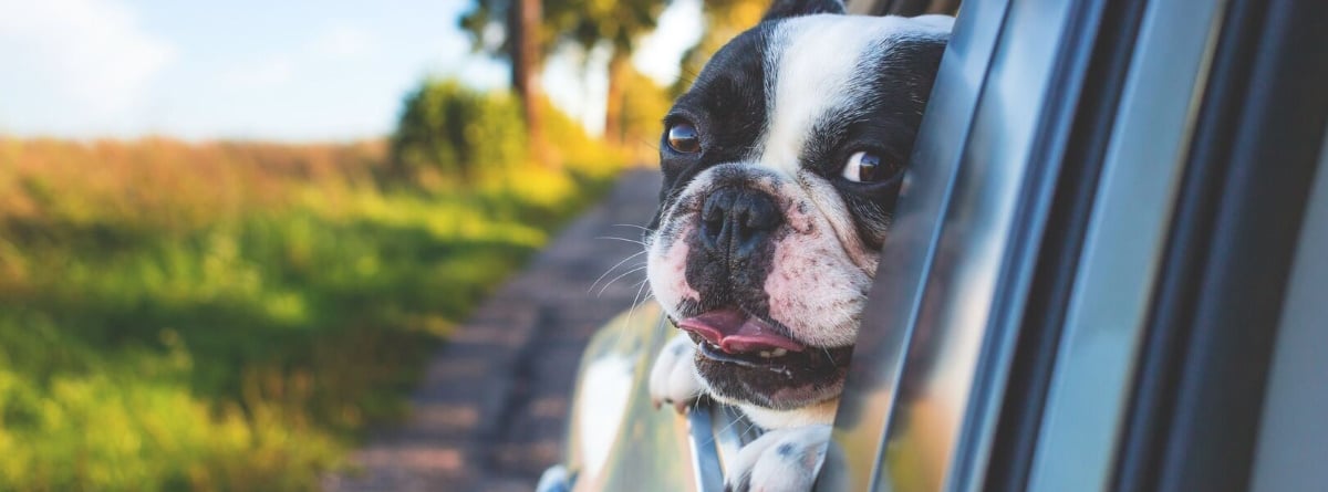 Ley de Bienestar Animal: Animales en el coche